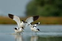 Tenkozobec opacny - Recurvirostra avosetta - Pied Avocet 6553u